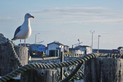 Crescent City Harbor