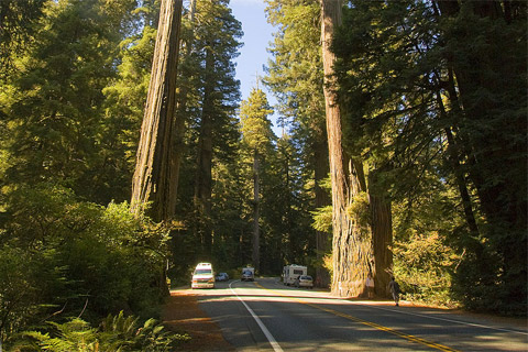 Jedediah Smith Redwoods State Park